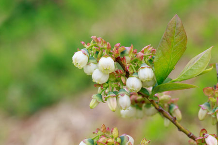 Beautiful white blueberry buds on a bushの写真素材
