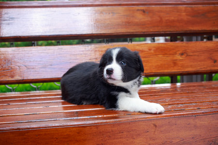Little puppy breed Border Collie close-up lies on a wooden benchの写真素材