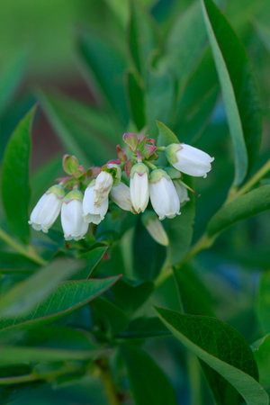 Beautiful white blueberry buds on a bushの写真素材