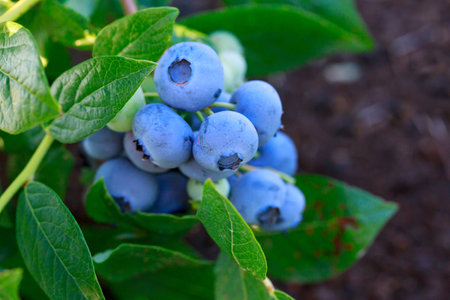 Bush with ripe blueberries close up on a sunny dayの写真素材