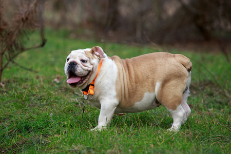 beautiful champion male english bulldog standing in the grassの写真素材