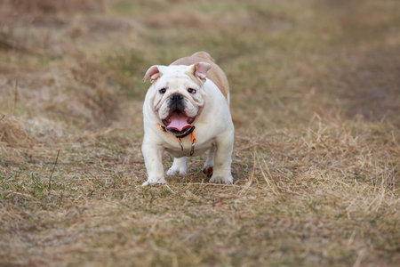 beautiful champion male english bulldog standing in the grassの写真素材
