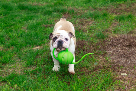 English Bulldog stands on green grass and holds a garden watering canの写真素材