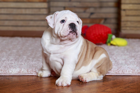 English Bulldog puppy sitting on the rugの写真素材