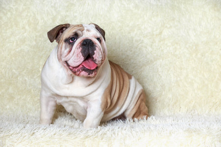 Large English Bulldog close-up on a light backgroundの写真素材