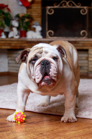 Big English Bulldog in the roomの写真素材