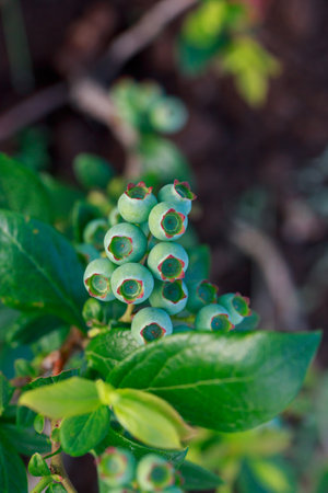 Beautiful berries bush with green blueberries close upの写真素材