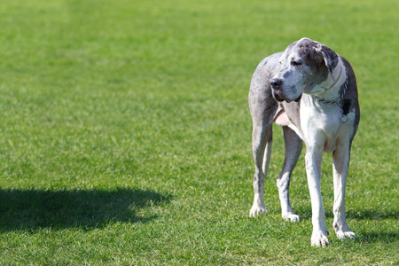 Great Dane on a background of green grassの写真素材