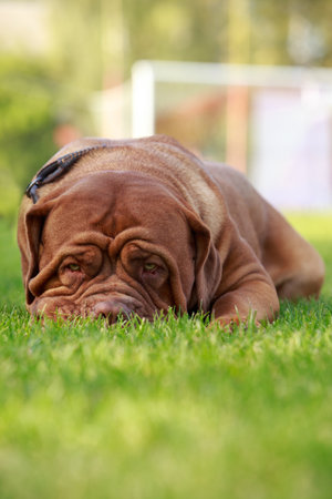 Dogue de Bordeaux on green grass in summer dayの写真素材