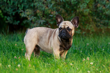 The dog breed french bulldog stand on green grassの写真素材