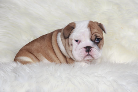 Close-up english bulldog puppy on a fur blanketの写真素材