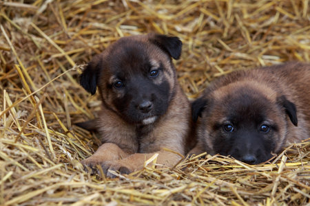 Beautiful puppy breed Alabai in the hayの写真素材