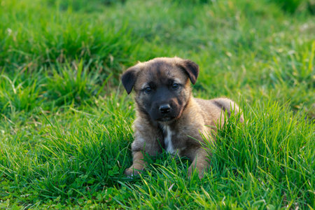 Small puppy breed Alabai on a background of green grassの写真素材