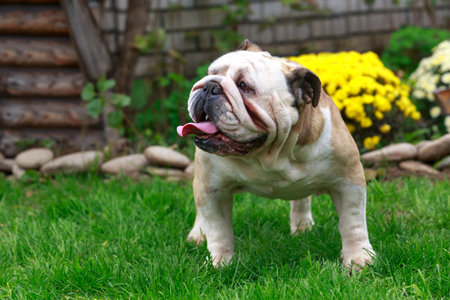 dog english bulldog breed standing on green grassの写真素材