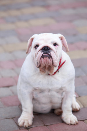 dog breed english bulldog sits on a path lined with paving slabsの写真素材