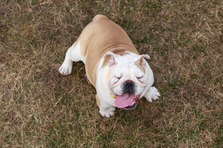 beautiful champion male english bulldog standing in the grassの写真素材