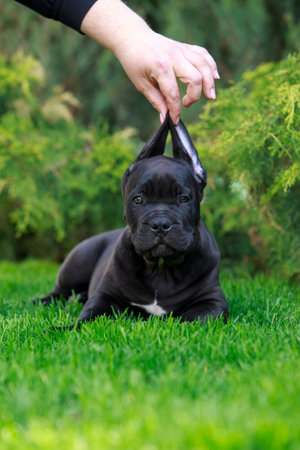 cane corso italiano puppy lying on green grassの写真素材