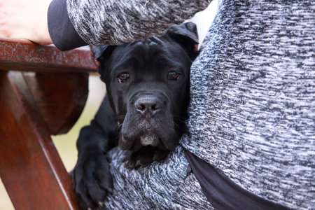 dog breed cane corso sits on a bench with its ownerの写真素材