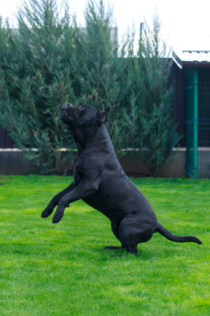 beautiful large dog of breed cane corso italiano stands in the garden on green grassの写真素材