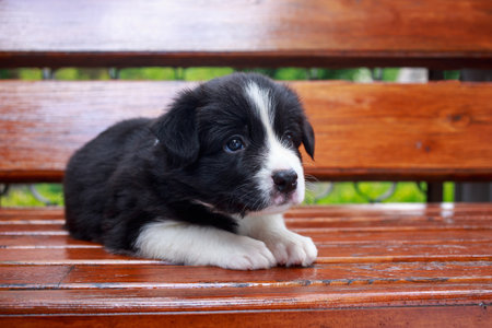 Little puppy breed Border Collie close-up lies on a wooden benchの写真素材