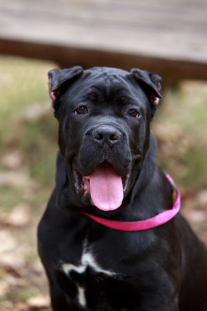 dog breed cane corso close-up on the background of an autumn parkの写真素材