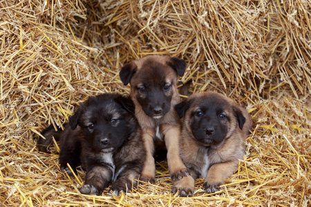 Beautiful puppy breed Alabai in the hayの写真素材