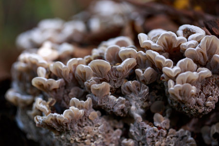 Hallucinogenic mushrooms grow on the old stumpの写真素材