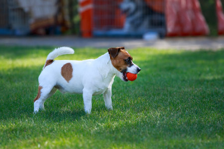The dog breed Jack Russell Terrier on green grass with ballの写真素材