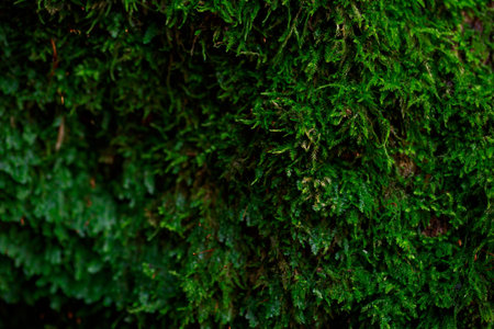 Beautiful succulent background of green moss close upの写真素材