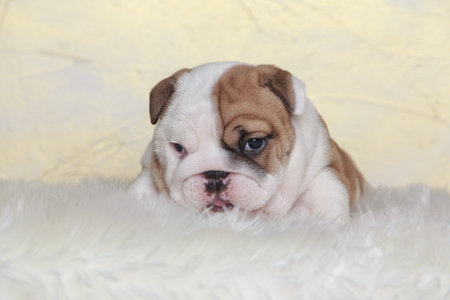 Close-up english bulldog puppy on a fur blanketの写真素材