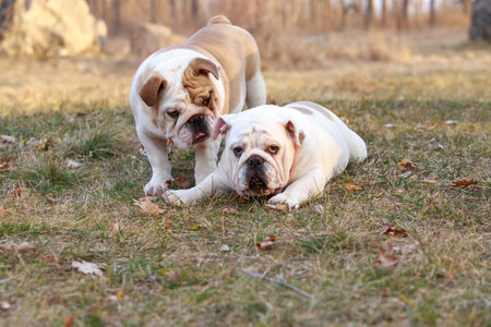 two dogs english bulldog breed close-up on a background of grassの写真素材
