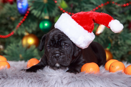italian puppy cane corso on the background of a decorated pine tree in red capの写真素材