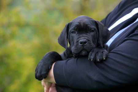 puppy cane corso italiano sits in the arms of a womanの写真素材