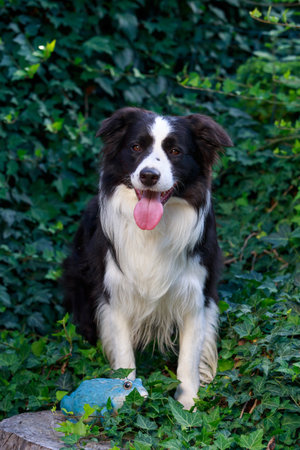 Dog breed Border Collie sitting in the park against background of green ivyの写真素材