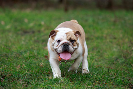 beautiful champion male english bulldog standing in the grassの写真素材