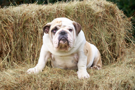 one english bulldog sitting in the hayの写真素材