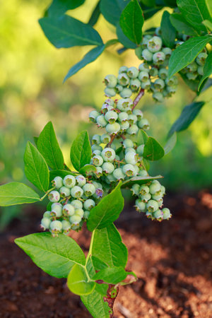 Beautiful berries bush with green blueberries close upの写真素材