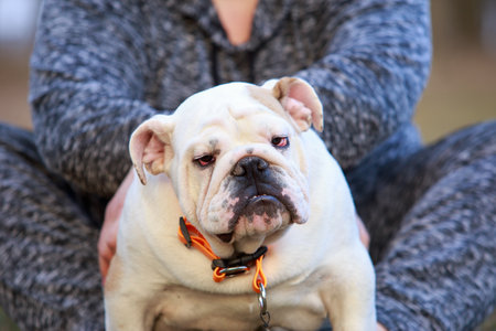 beautiful champion male english bulldog a close upの写真素材