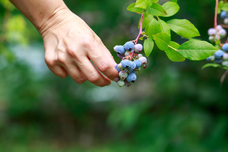 Bush with ripe blueberries close up on a sunny dayの写真素材