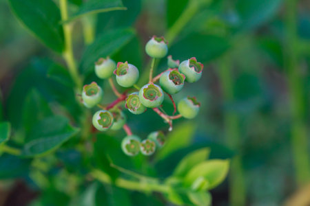 Beautiful berries bush with green blueberries close upの写真素材