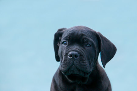 beautiful young puppy cane corso italiano close up on a blue backgroundの写真素材