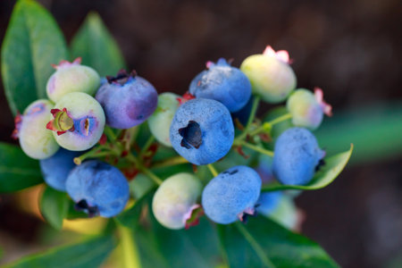 Bush with ripe blueberries close up on a sunny dayの写真素材