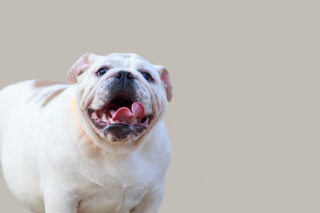 beautiful champion male english bulldog a close upの写真素材