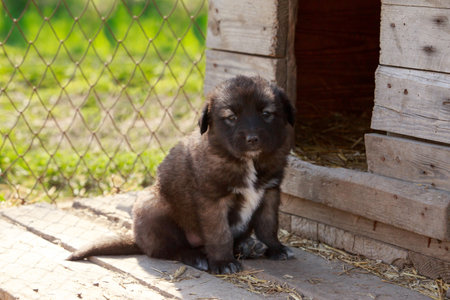 Small puppy of breed Alabai a close upの写真素材