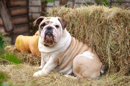 one english bulldog sitting in a hay with pumpkinsの写真素材