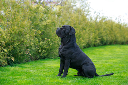 beautiful big dog of breed cane corso italiano sits in the garden on green grassの写真素材
