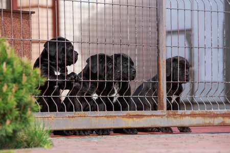 puppies cane corso italiano behind a fence made of metal meshの写真素材