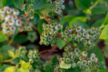 Beautiful berries bush with green blueberries close upの写真素材