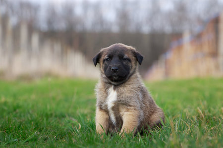 Small puppy breed Alabai on a background of green grassの写真素材
