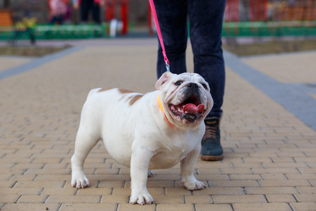 beautiful champion male english bulldog a close upの写真素材